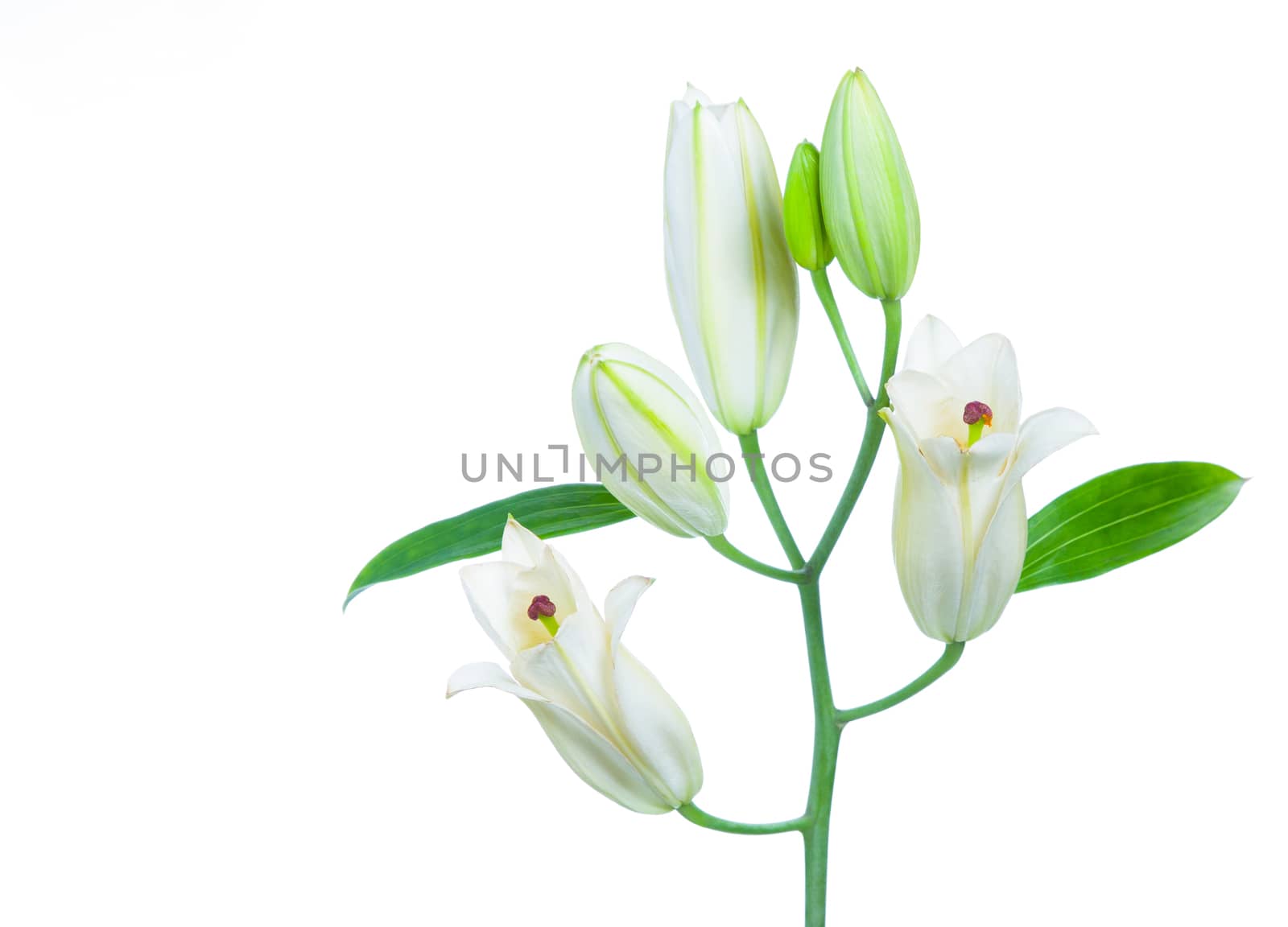 White lily. Isolated on white background by zeffss