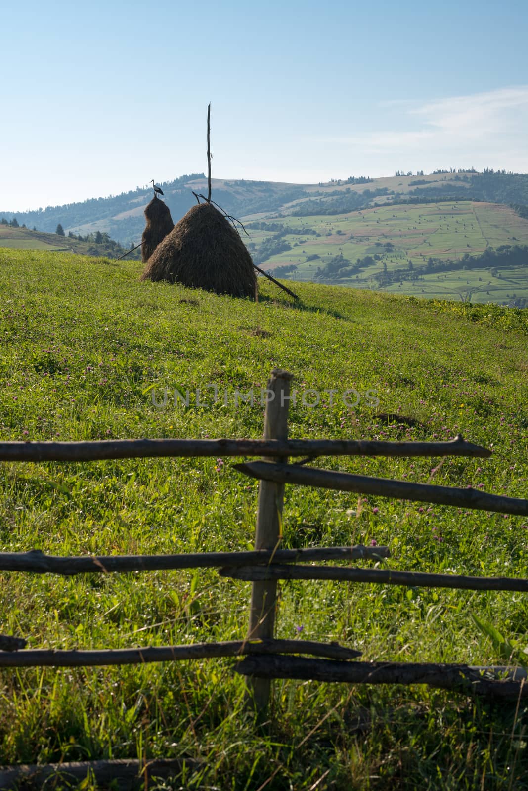 Wooden fence, haystacks and white stork in the Ukrainian Carpathian Mountains.