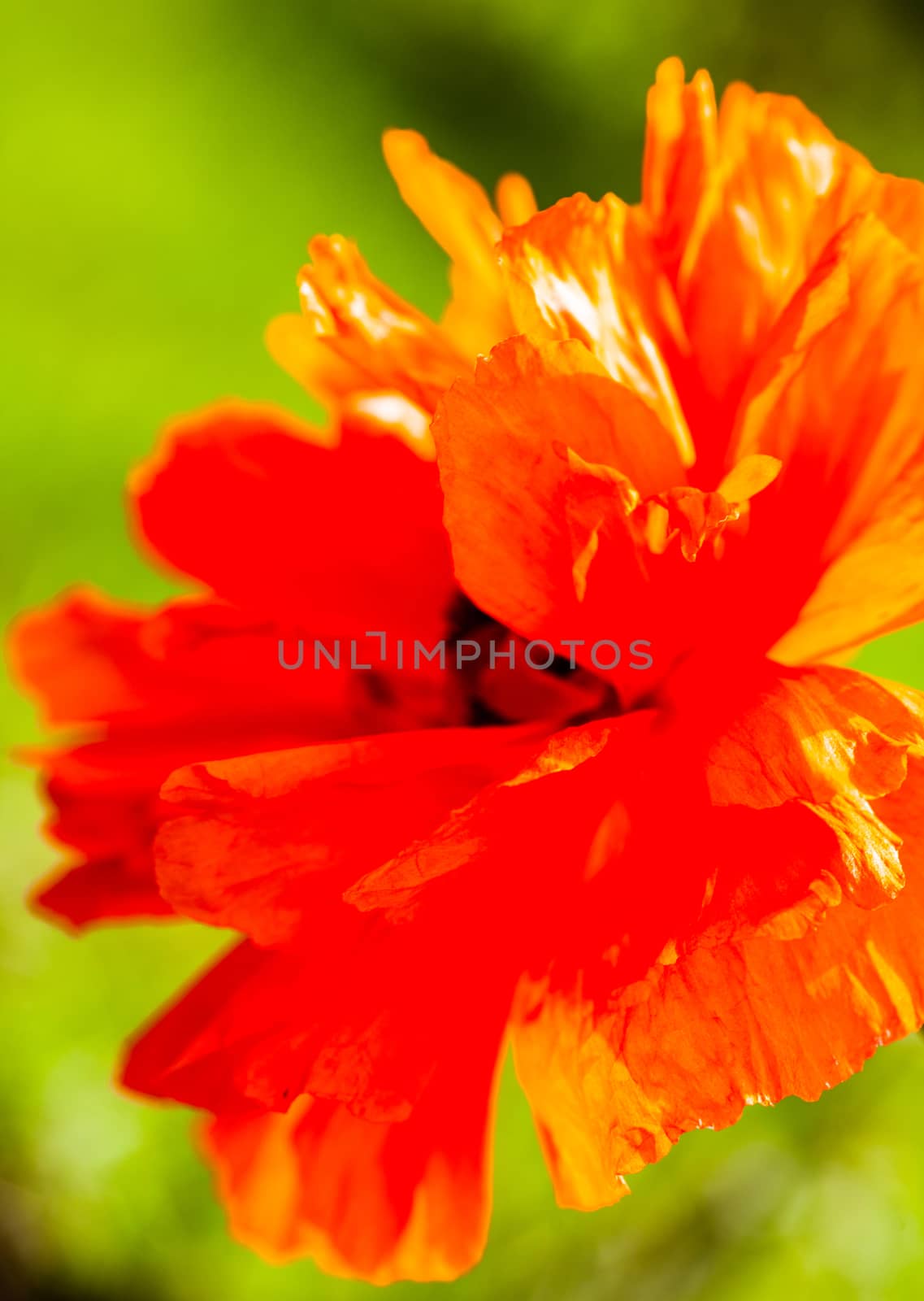 Closeup of the blooming red poppy flower.