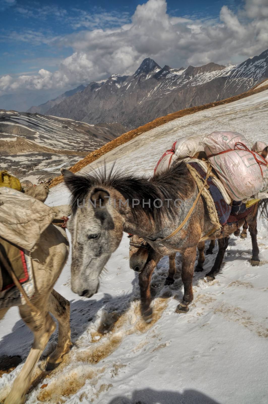Mules in Himalayas by MichalKnitl