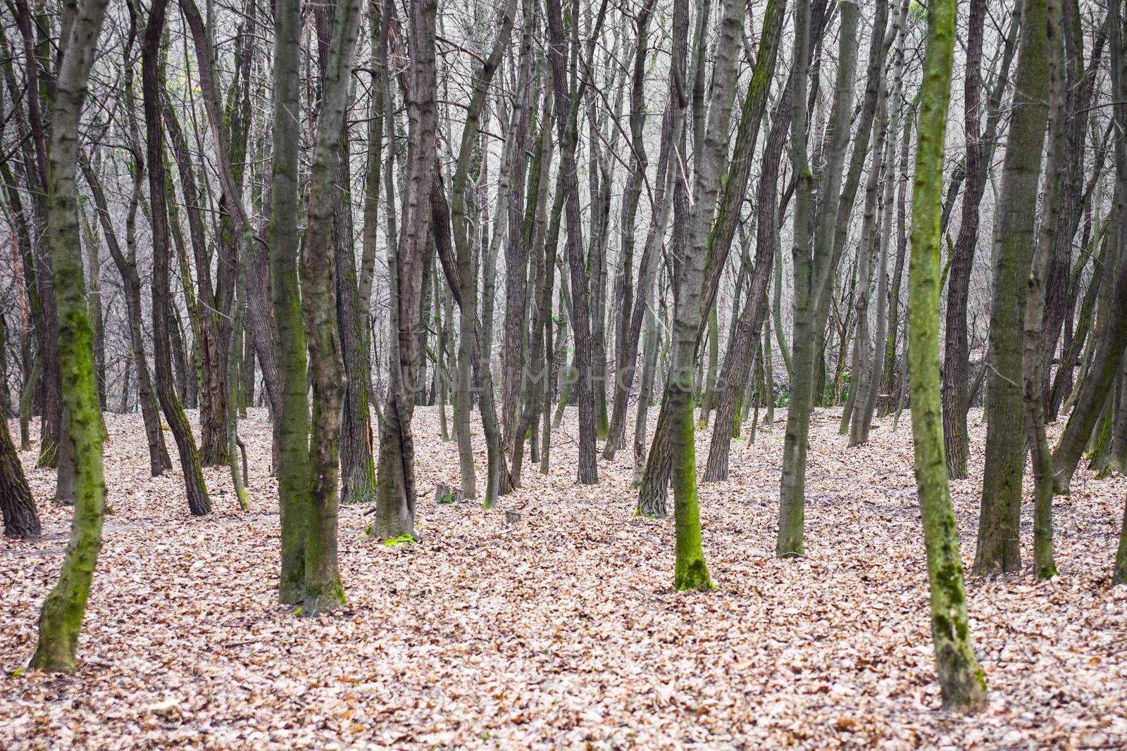Leafless forest with moss-grown tree trunks by rootstocks