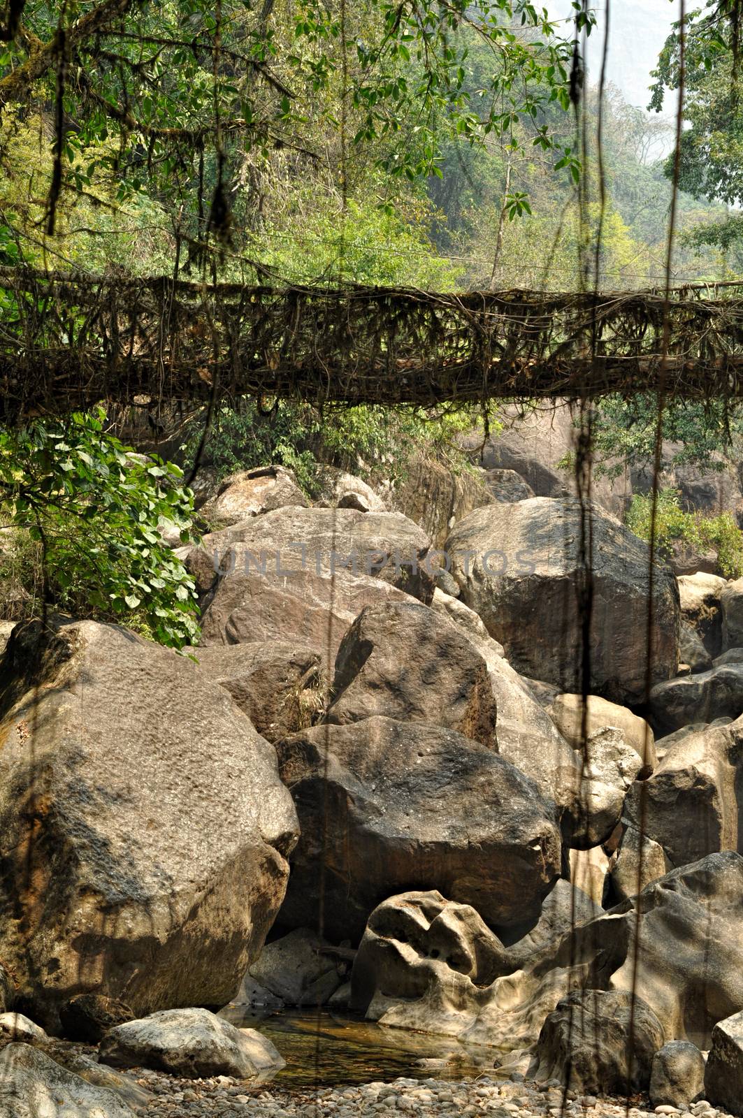 Old root bridge near Cherapunjee, Meghalaya, India