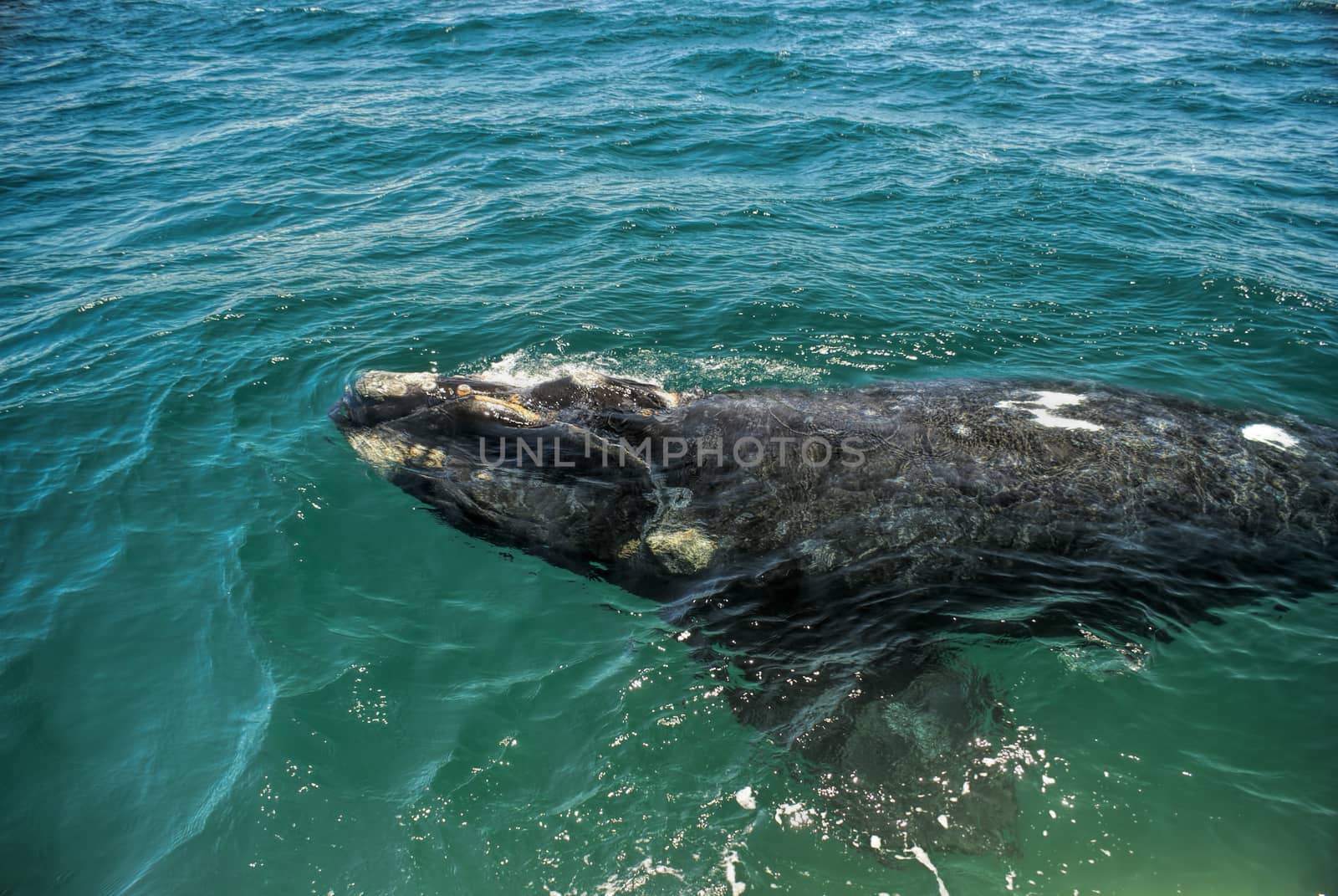Whale by MichalKnitl