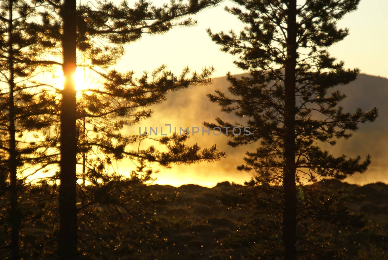 Amazing view of sunlit fog behind tall coniferous trees             