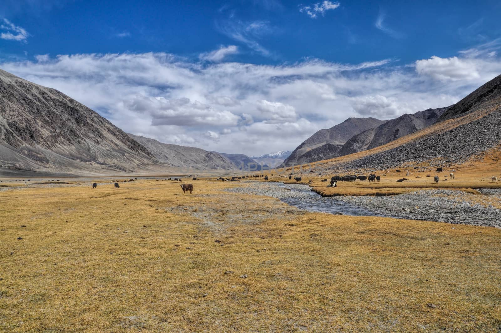 Herd of yaks by the river in Pamir mountains in Tajikistan