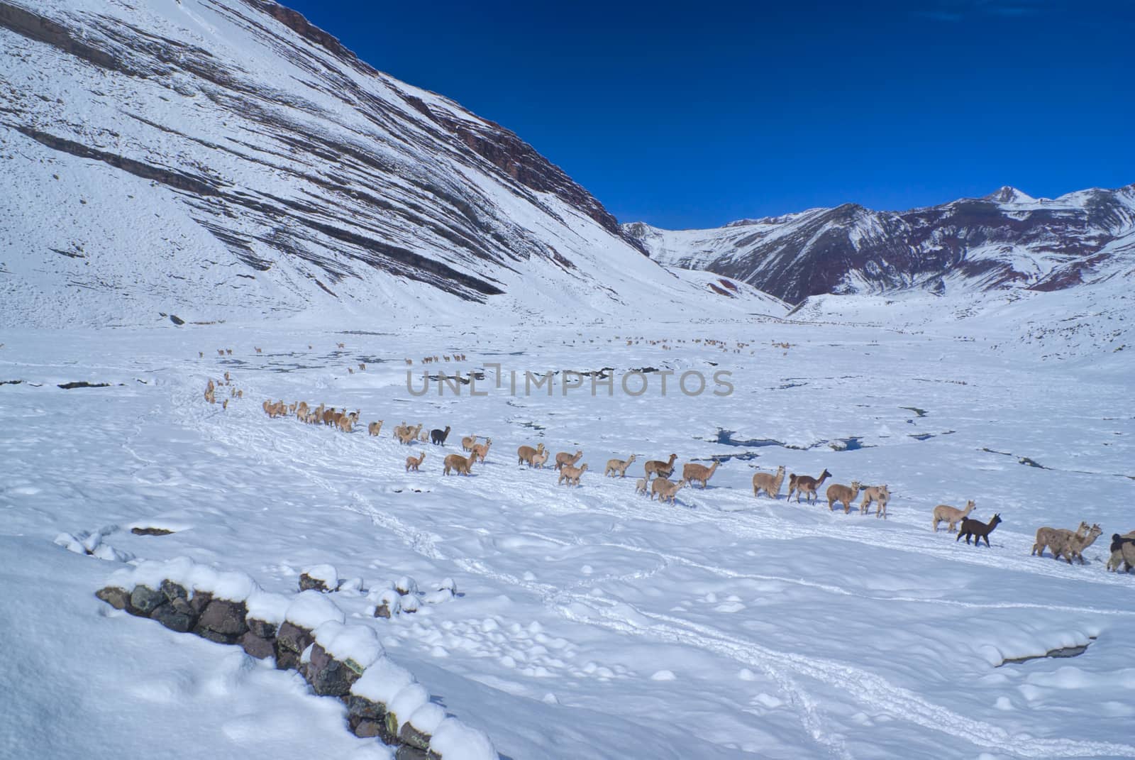 Large herd of domestic alpacas on snow in high altitudes in peruvian Andes, south America