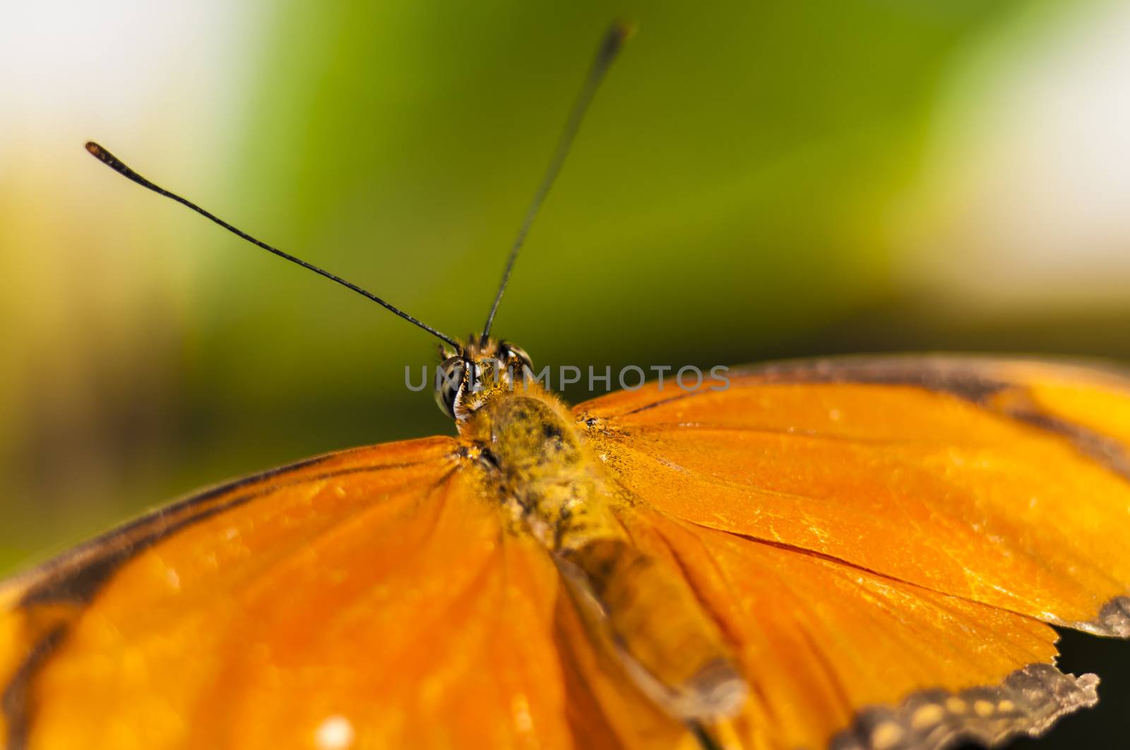 Butterfly by vladikpod