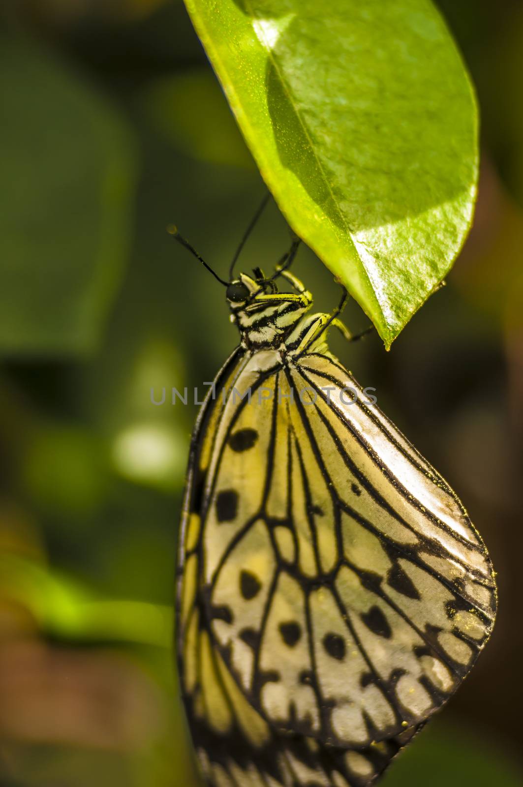 Butterfly by vladikpod