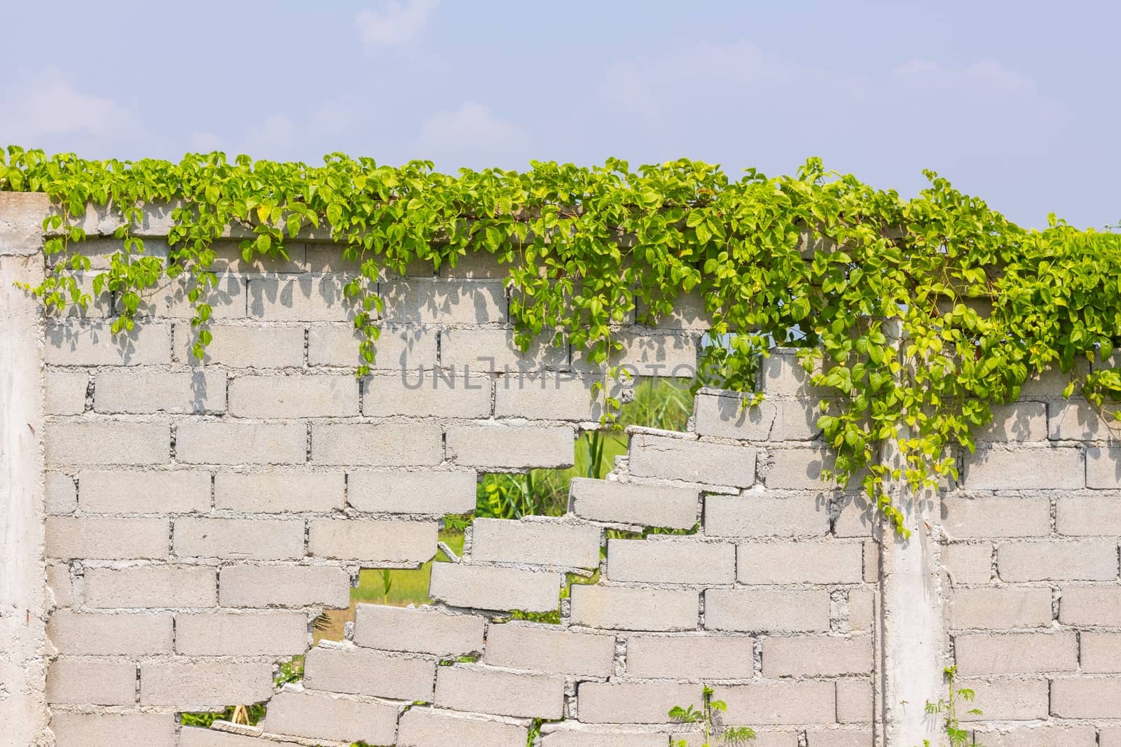 cracked wall with green plants in the background of sky and cloud