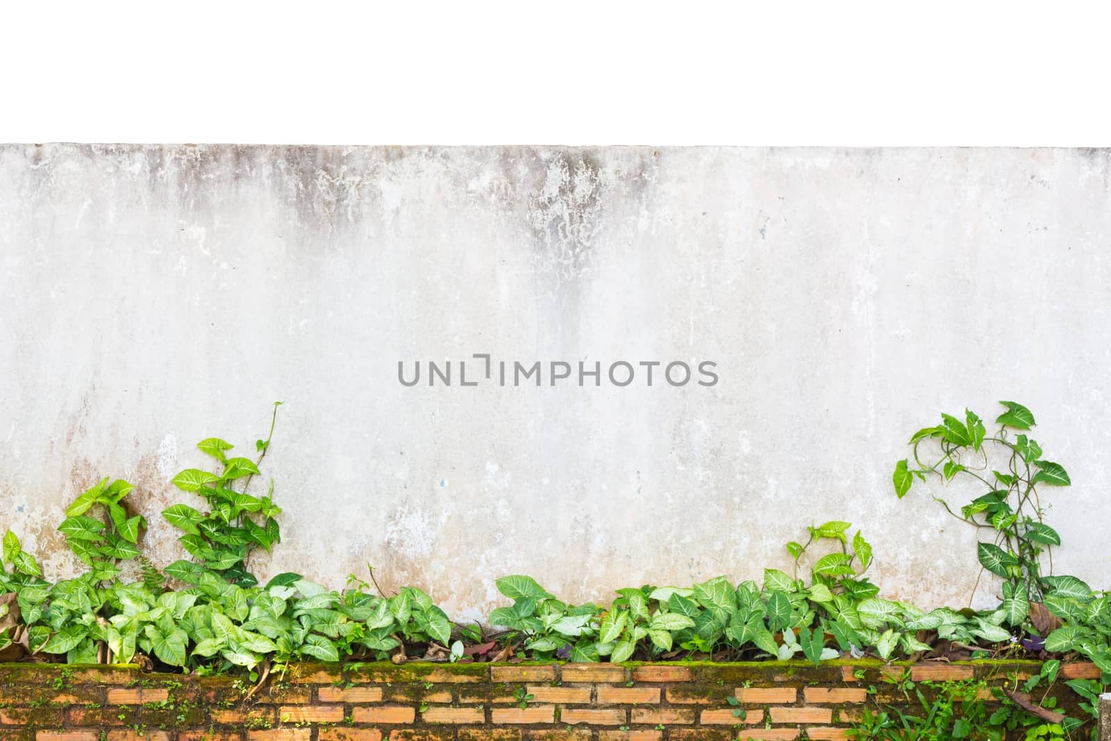 Exterior wall of old white grunge wall with green plants isolated on white background