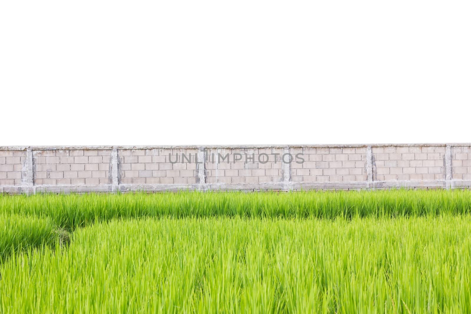Green rice plants in front of wall  isolated on white background by a3701027