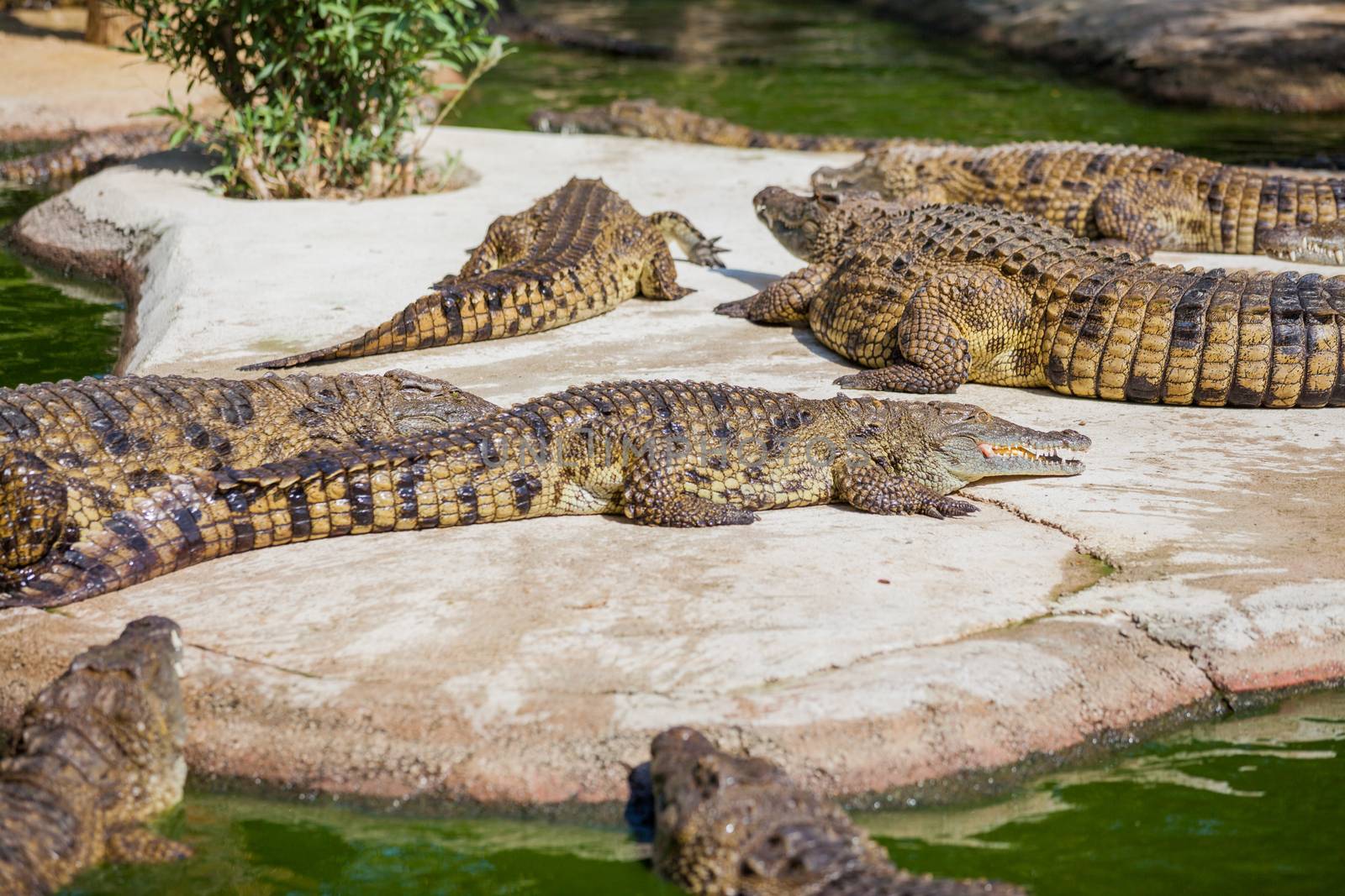 Big crocodiles resting in a crocodiles farm.