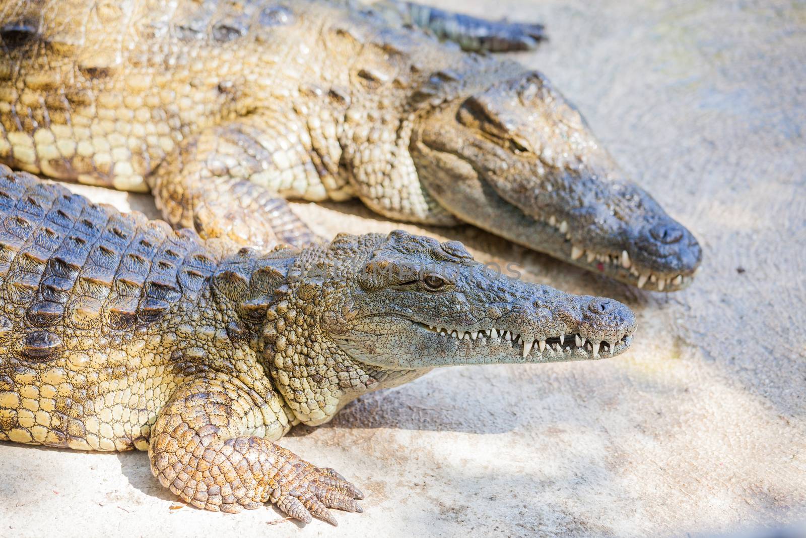 Closeup big crocodiles resting in a crocodiles farm.