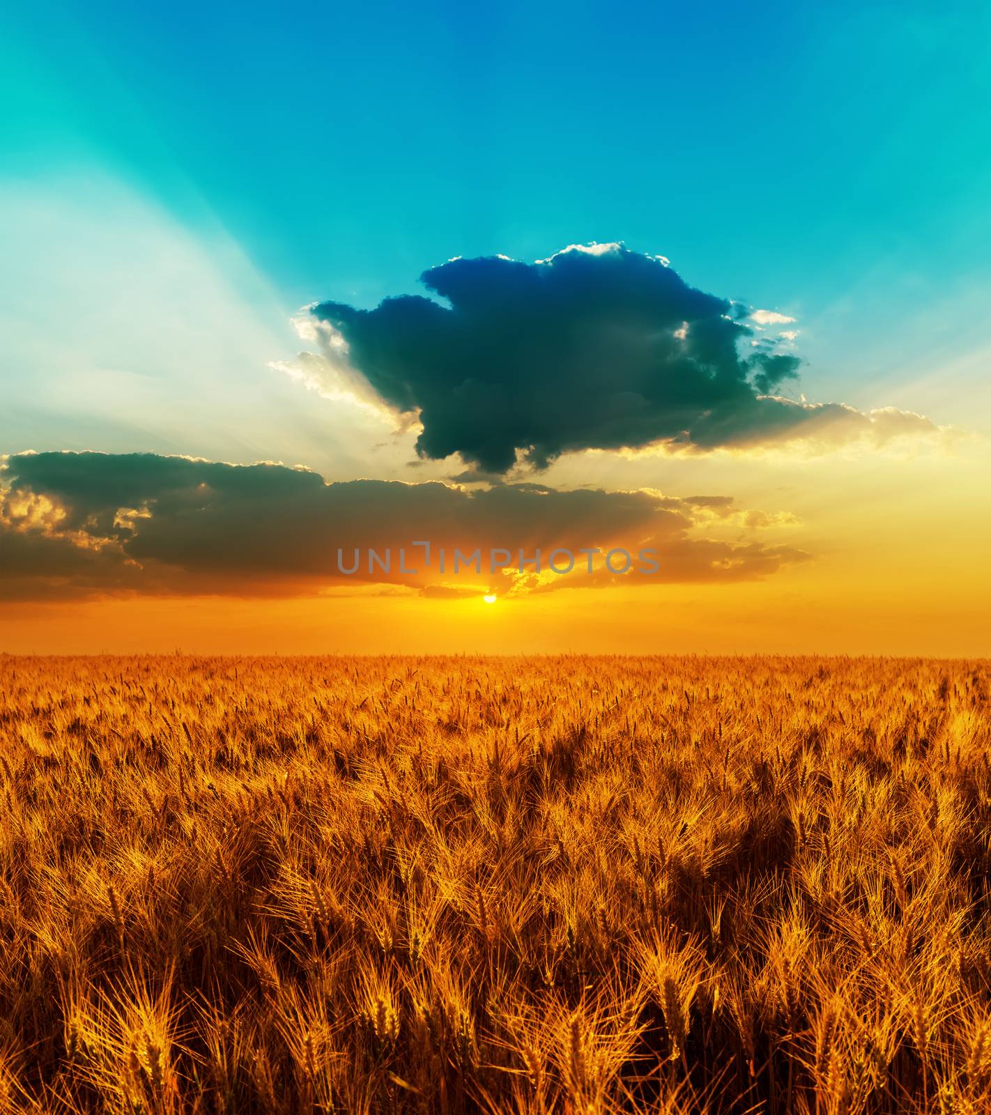 meadow of wheat under dramatic sunset