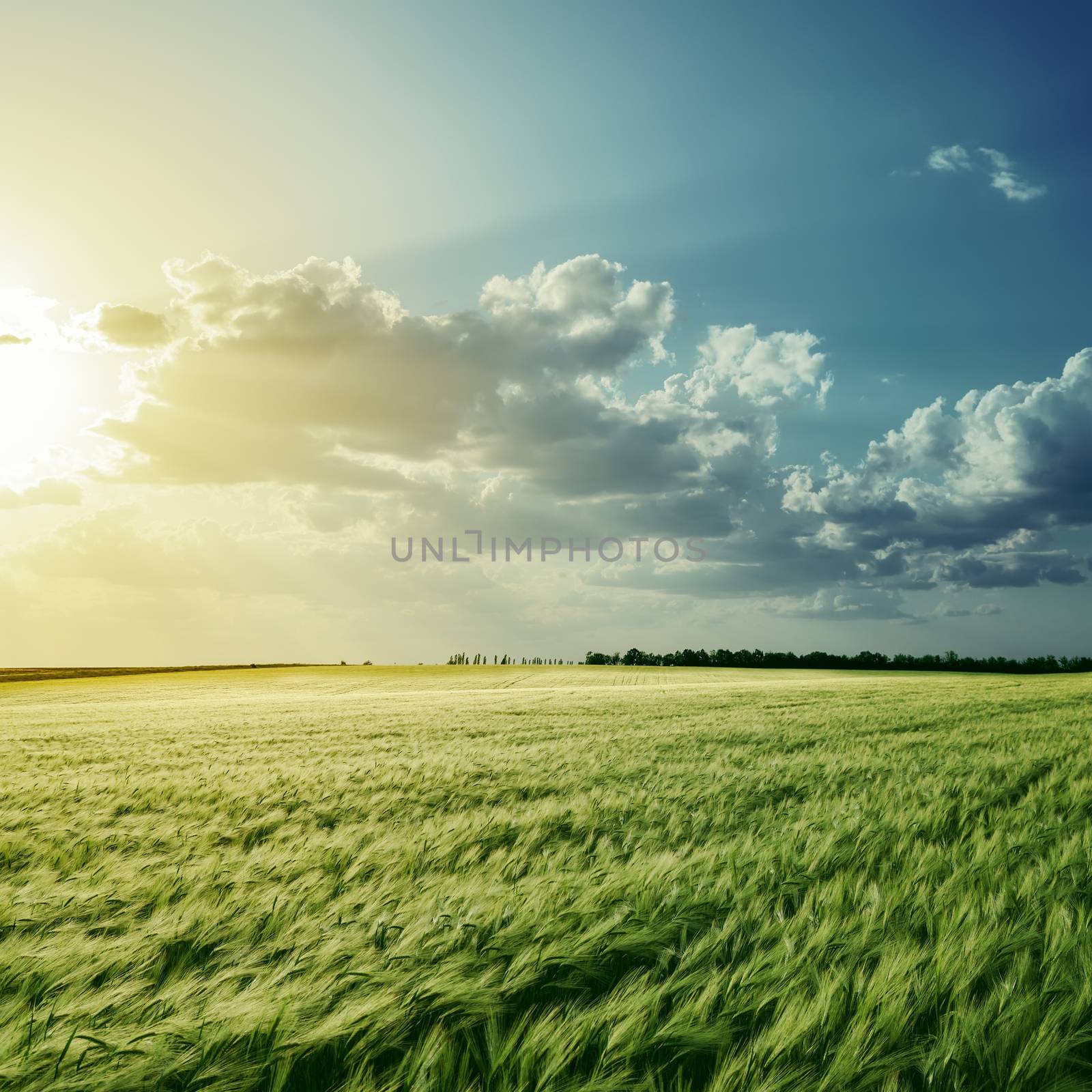 view to green field with harvest under cloudy sunset