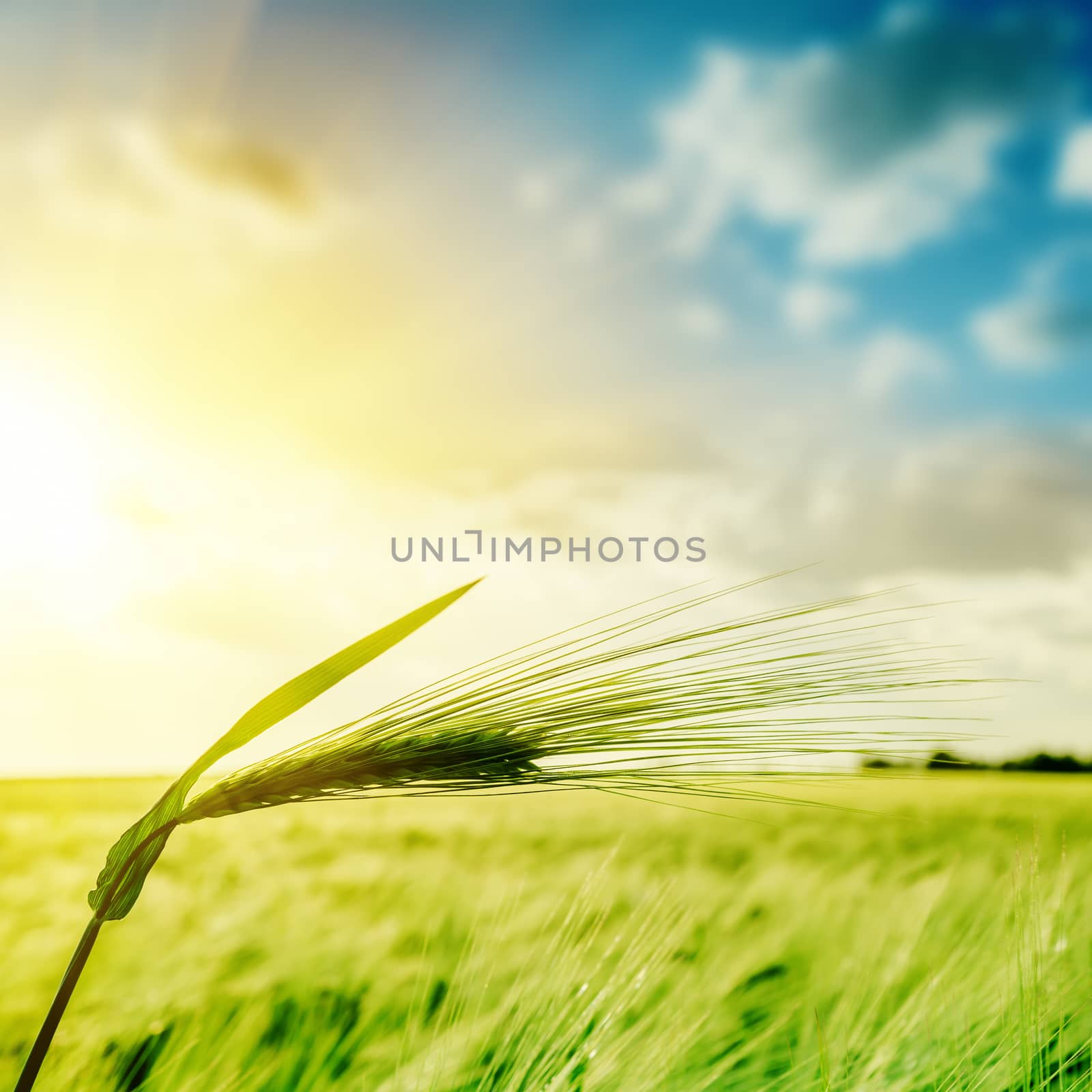 green wheat ears over field and sunset. soft focus