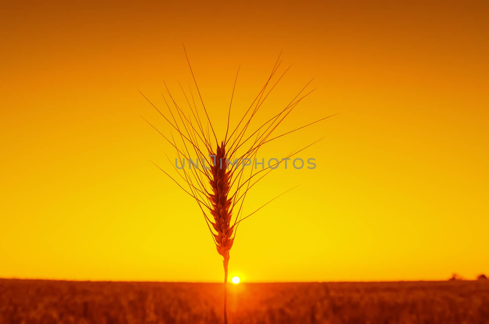 one ear of wheat on orange sunset