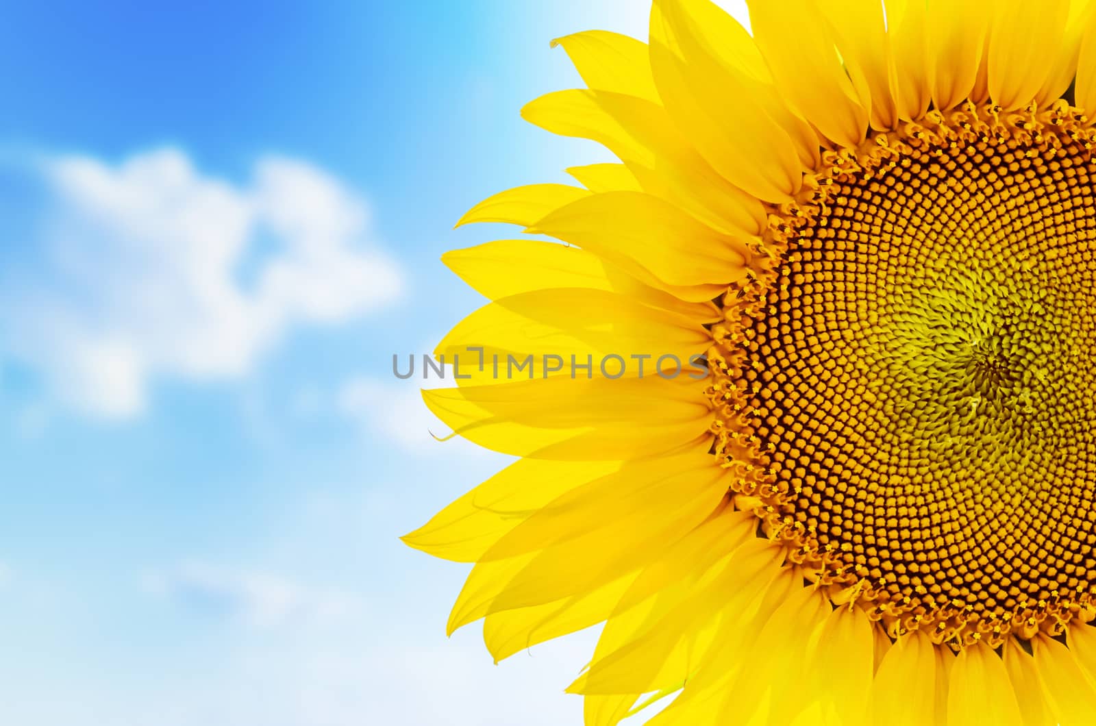 part of sunflower close up and blue cloudy sky by mycola