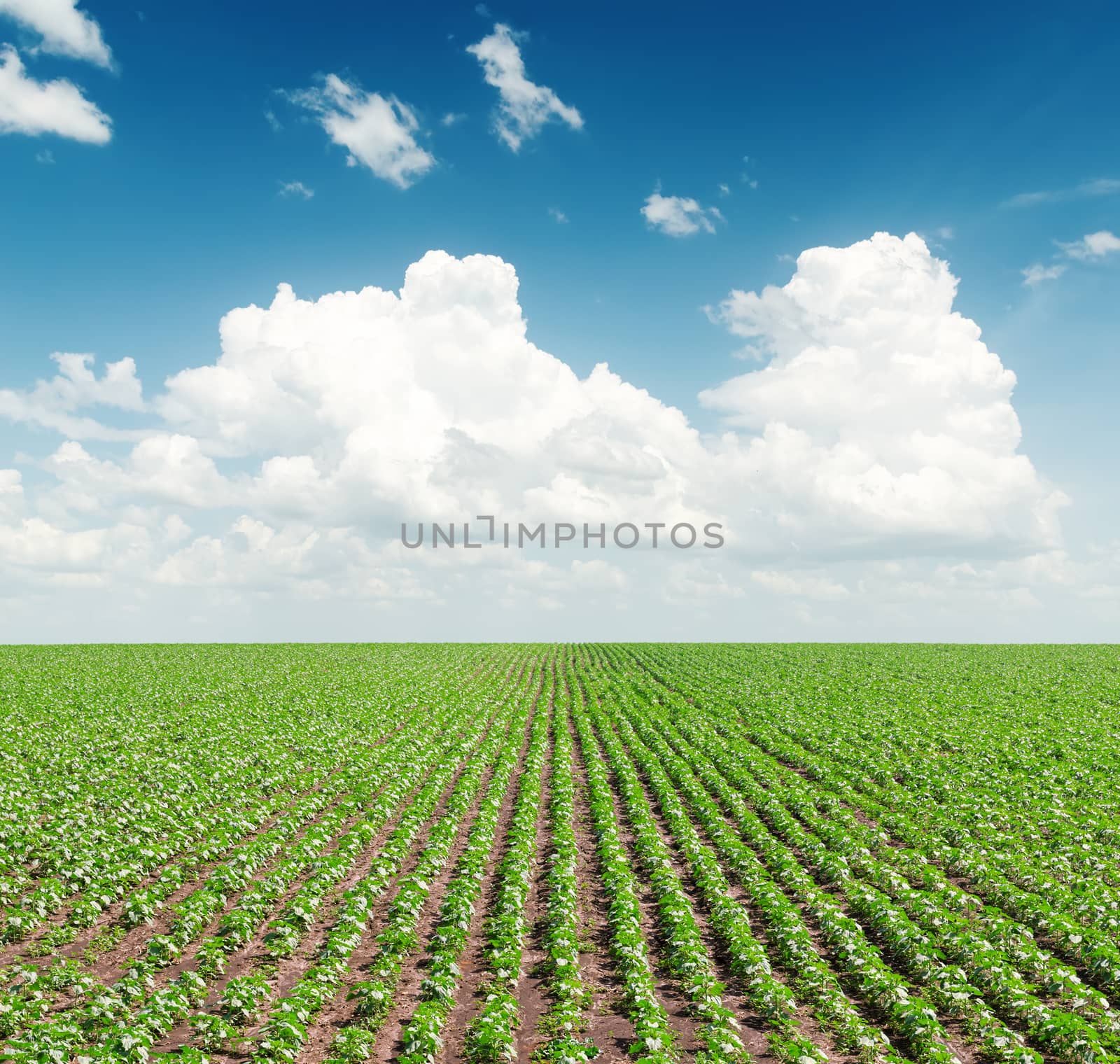 green field with sunflowers under cloudy sky in blue sky