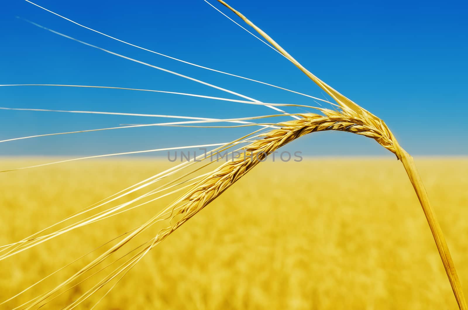 wheat ear close up and yellow field with blue sky like ukrainian flag