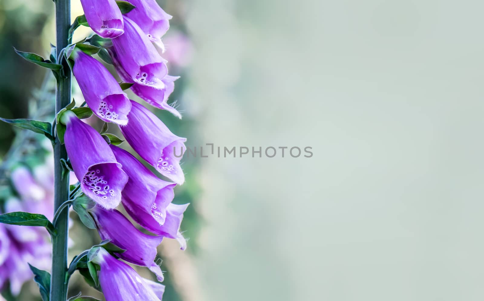 Foxglove flowers with soft bokeh in fusion with green pastel background