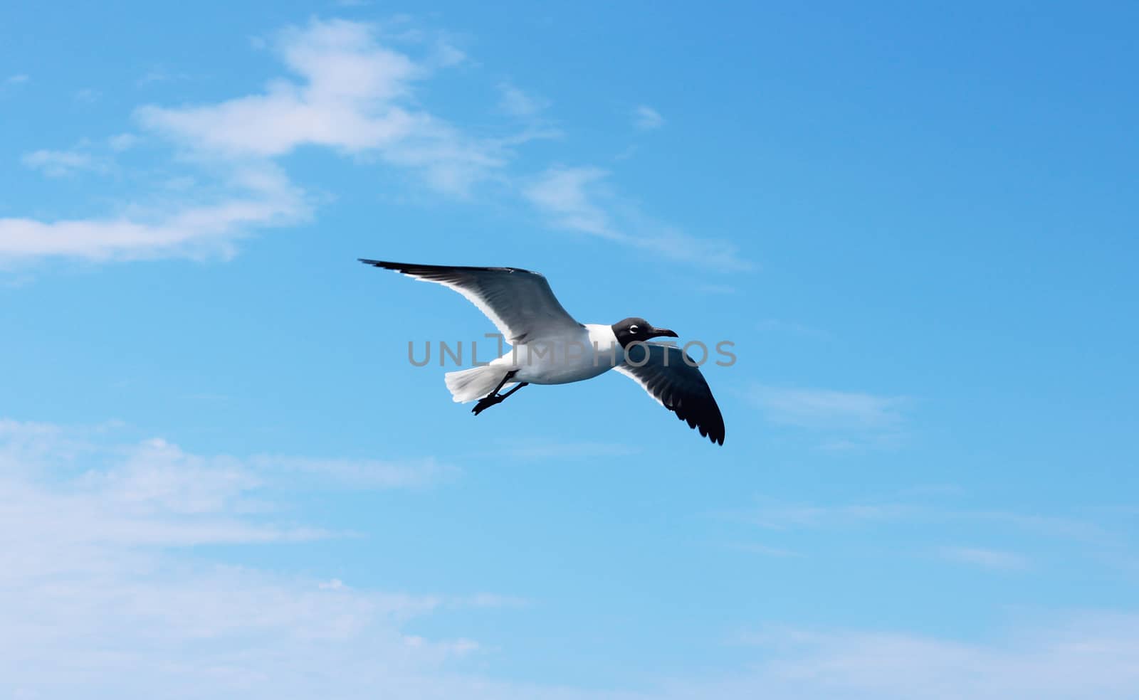 Gull gliding trough the blue sky