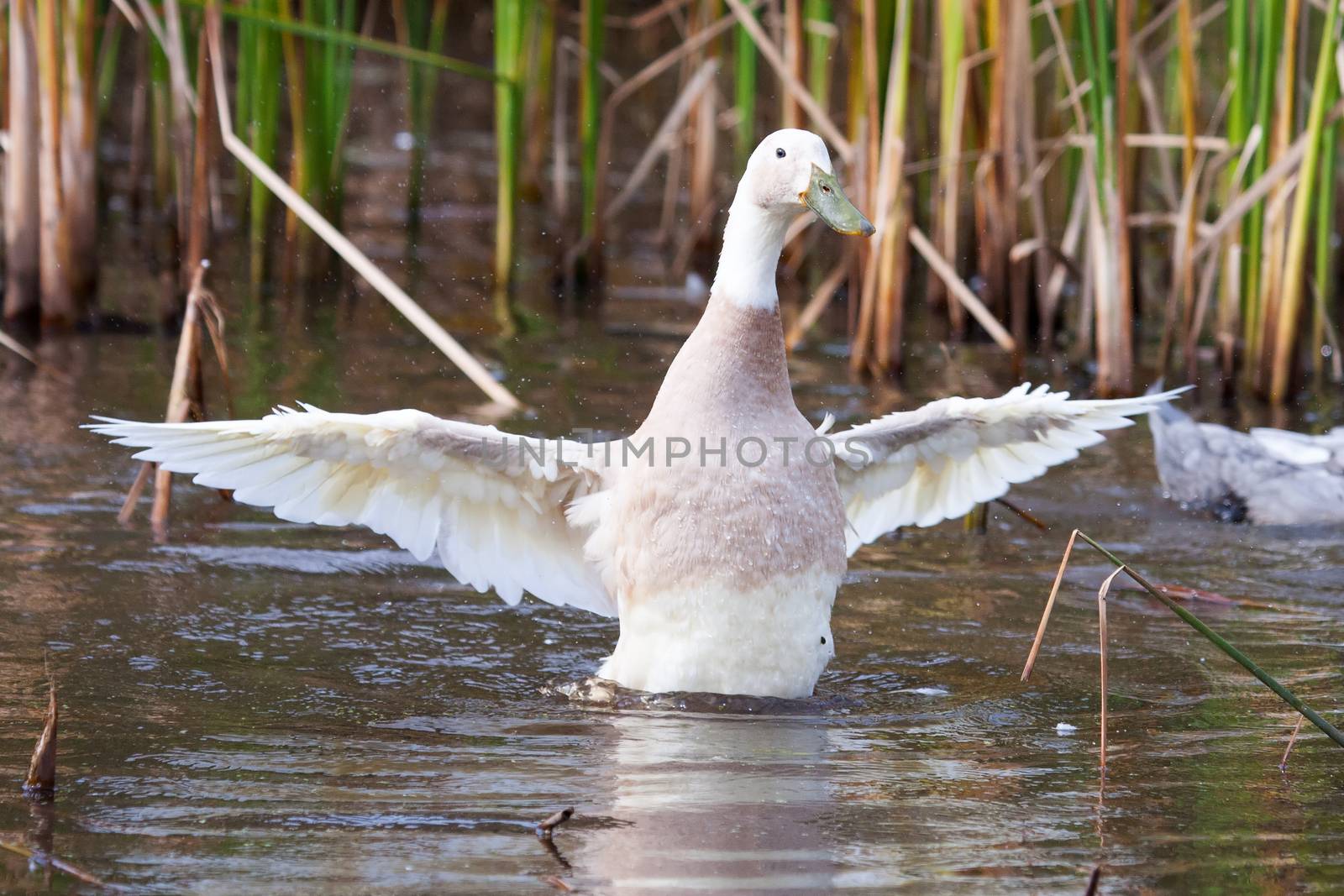 White duck with green bill splashing in the water by Coffee999