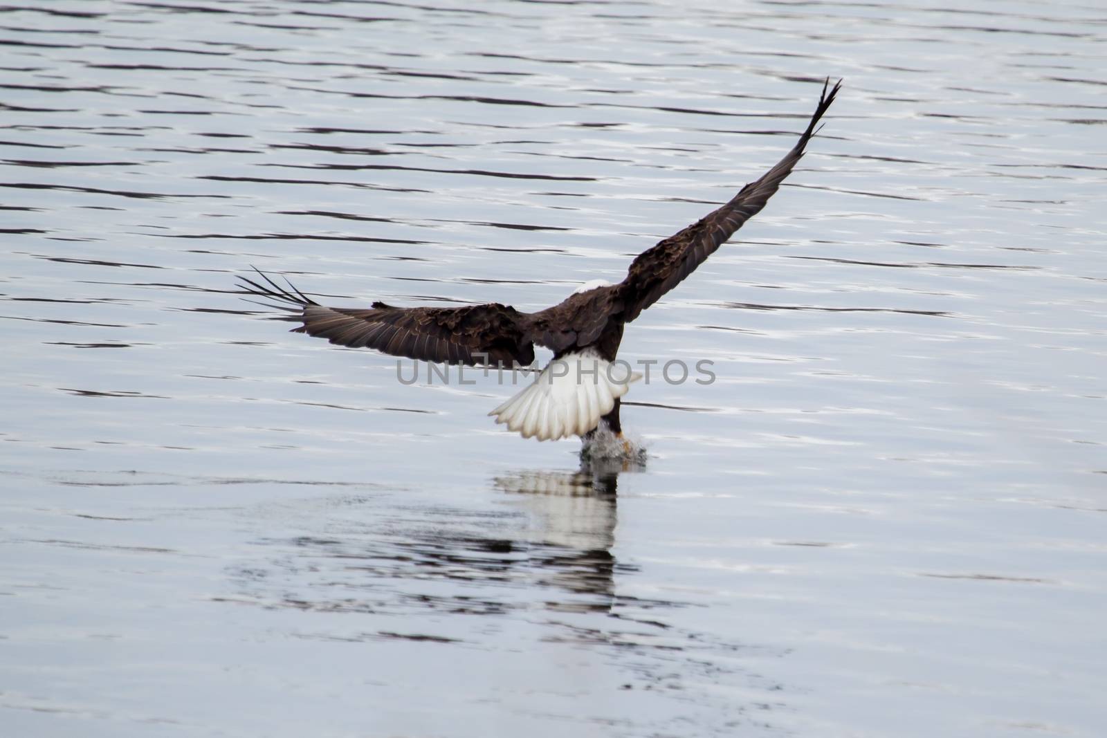 American Bald Eagle flying to spot some fish.