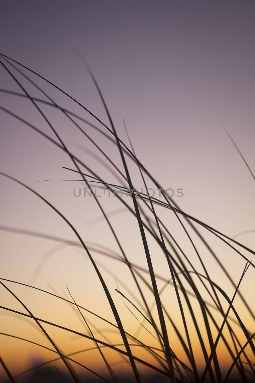 Wild grass sunset silhouette by edwardolive