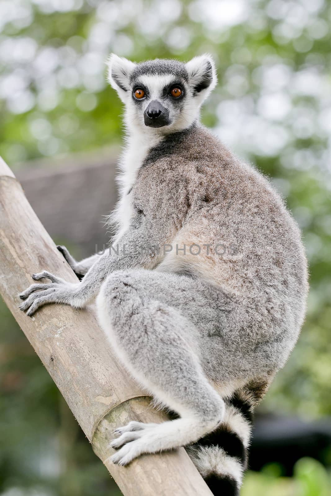 ring-tailed lemur (lemur catta) by art9858