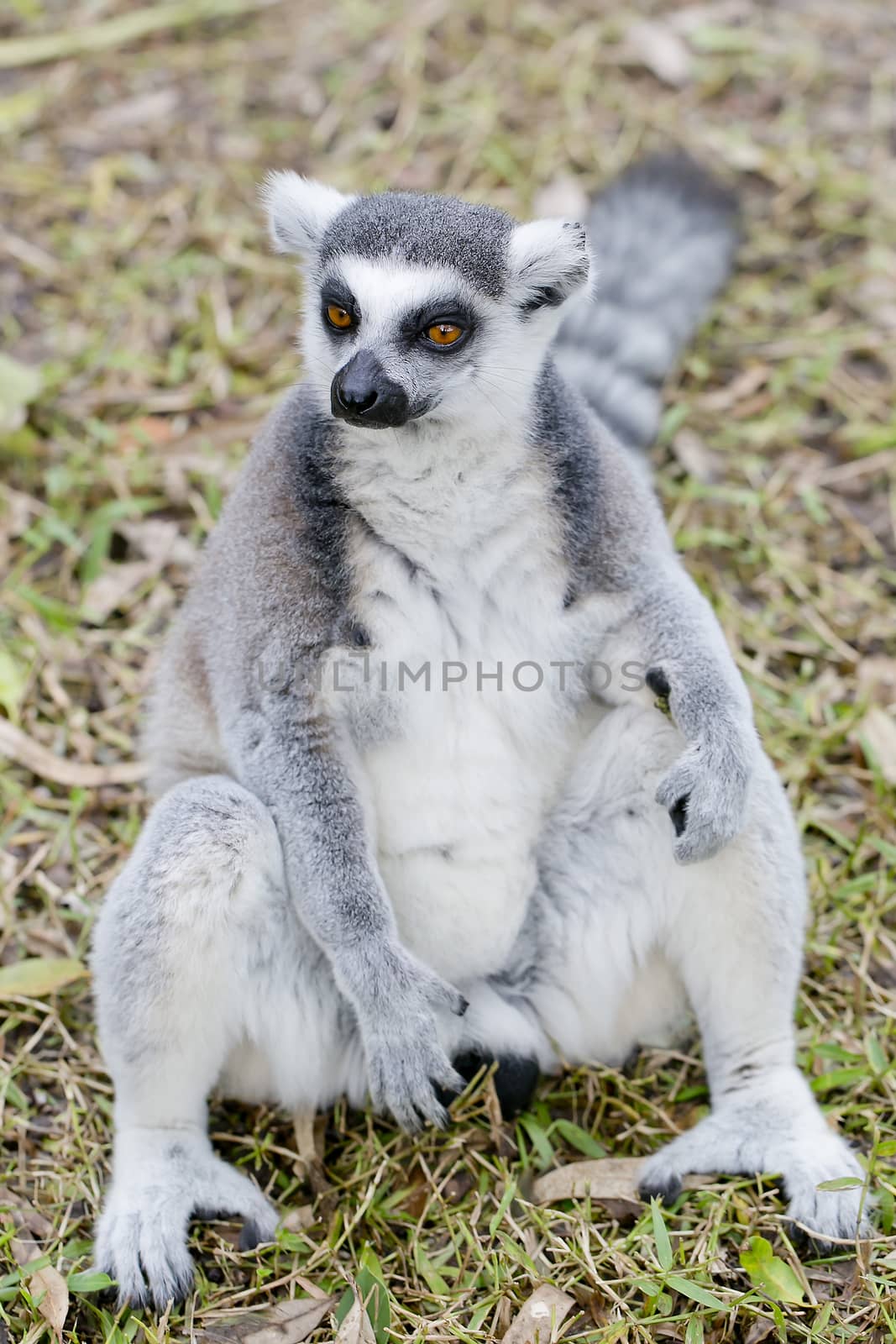 ring-tailed lemur (lemur catta) by art9858