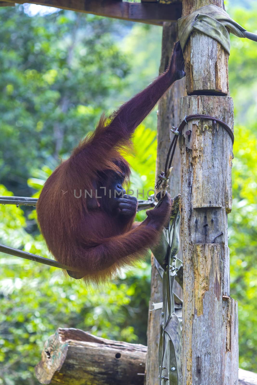 Orangutan in Sumatra, Indonesia