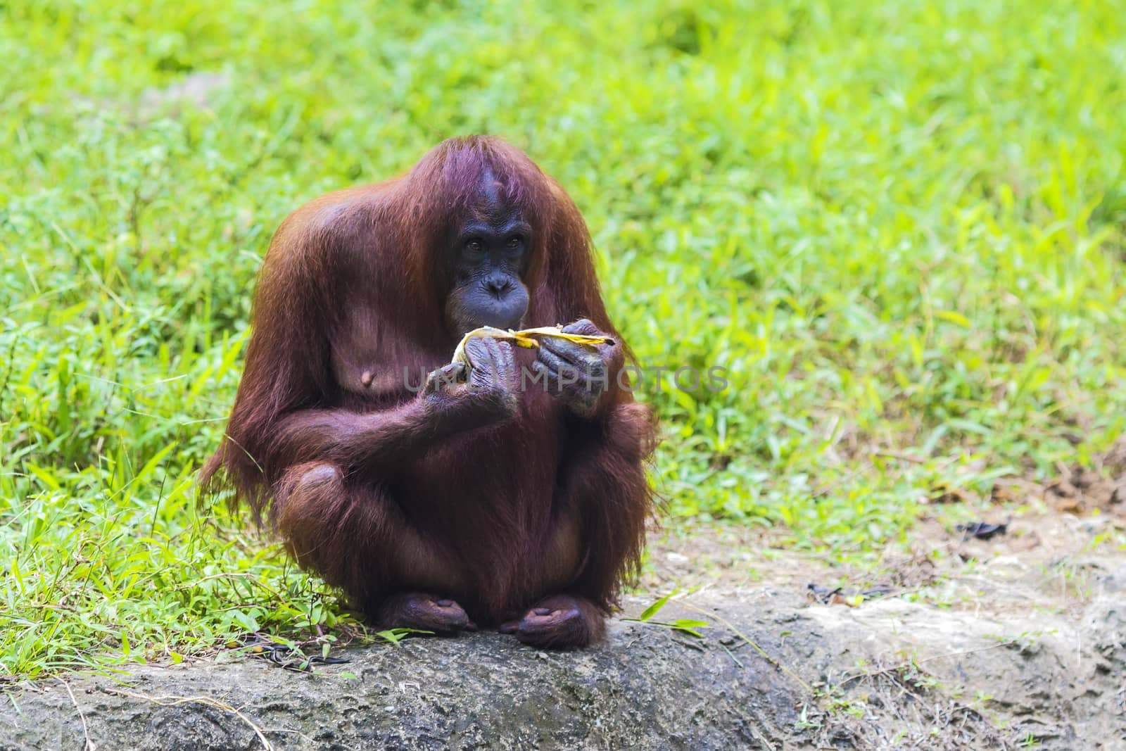 Orangutan in Sumatra, Indonesia