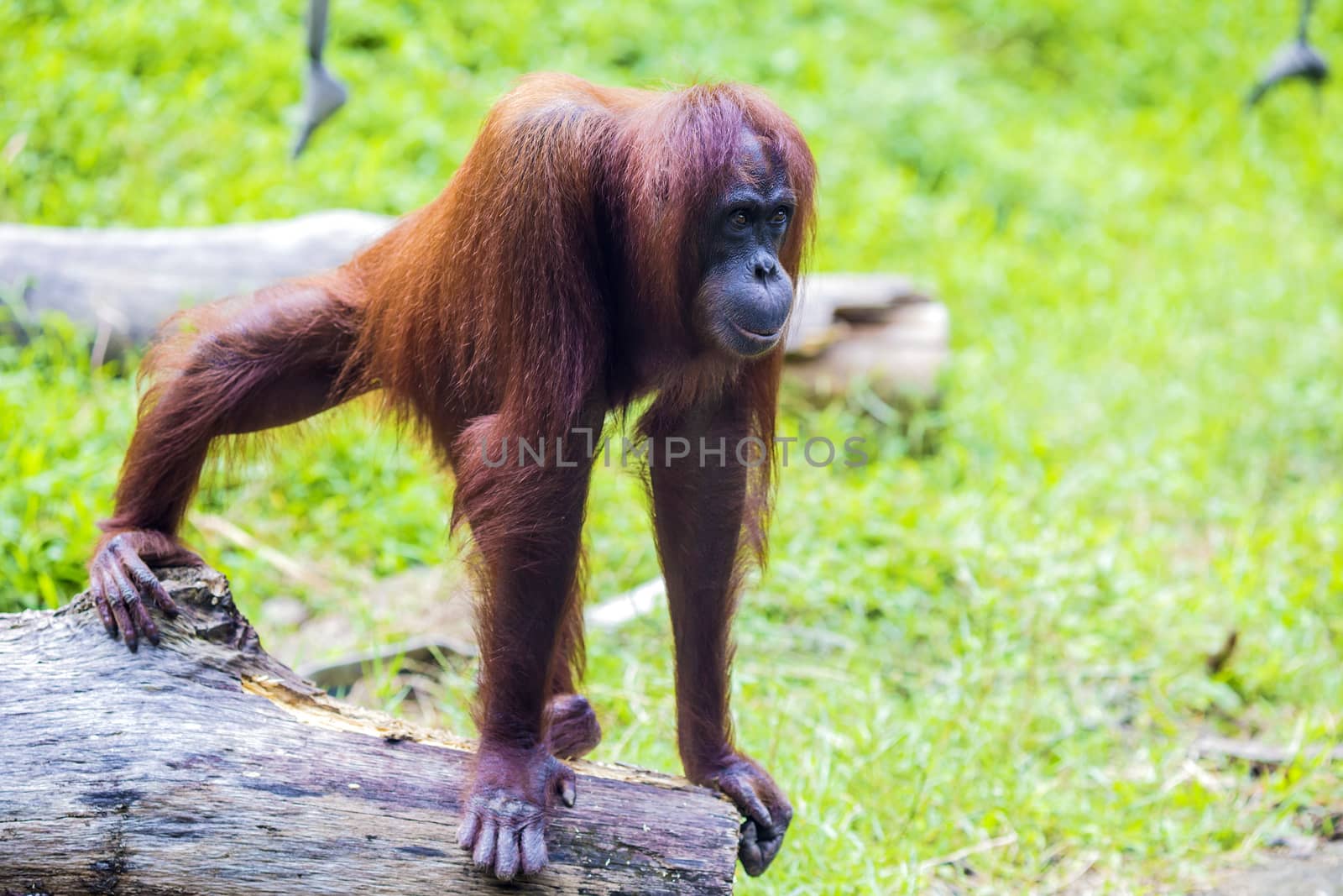 Orangutan in Sumatra, Indonesia