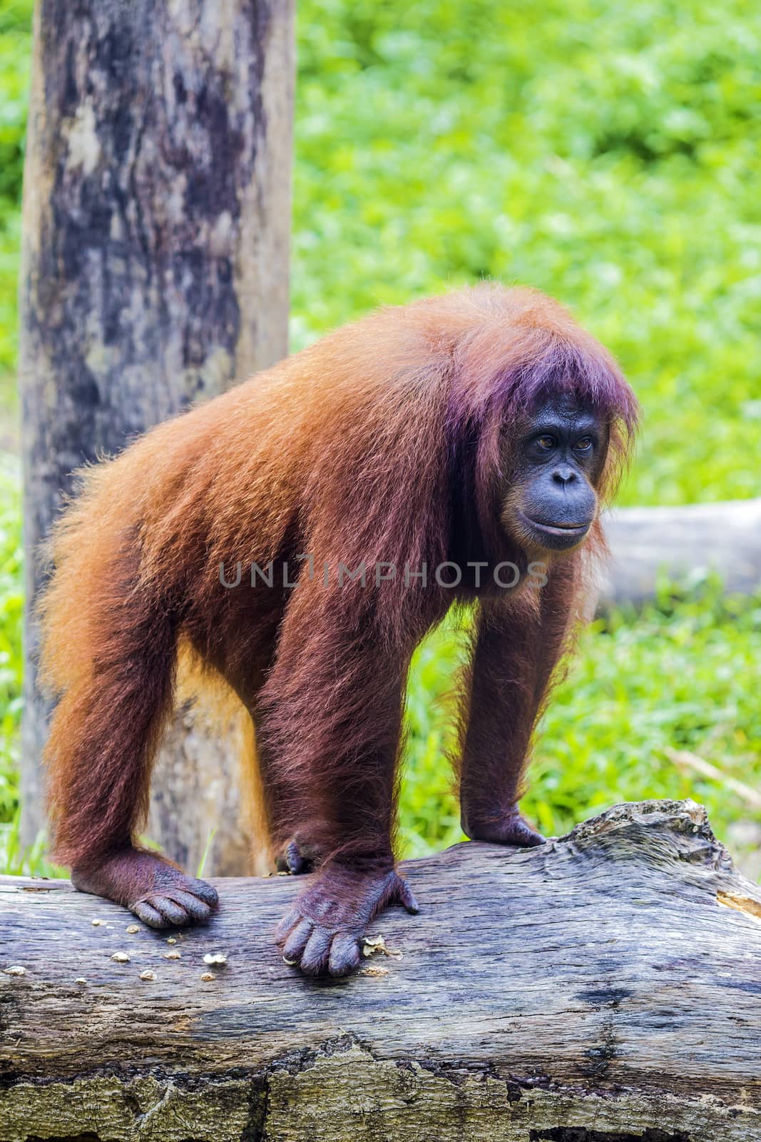 Orangutan in Sumatra, Indonesia