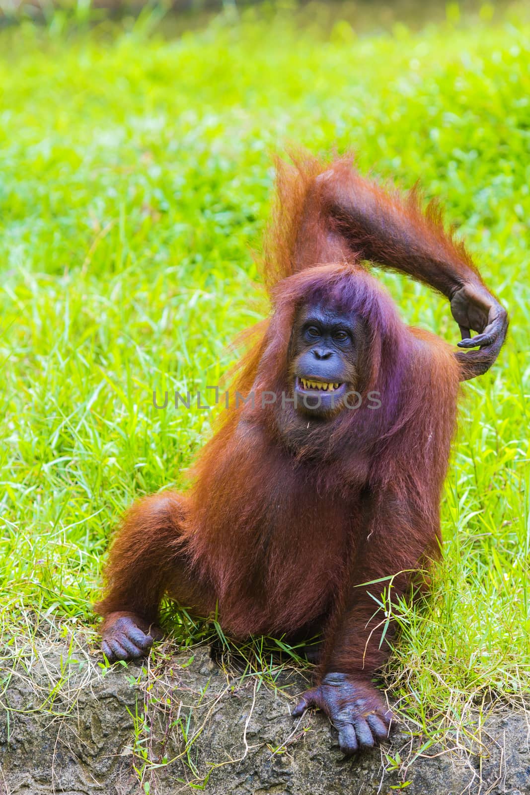 Orangutan in Sumatra, Indonesia