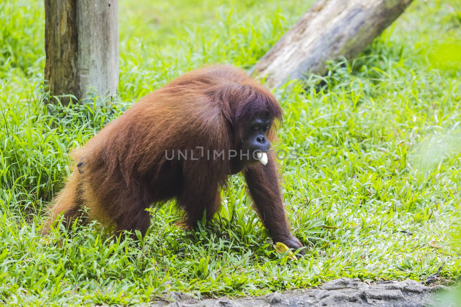 Orangutan in Sumatra, Indonesia