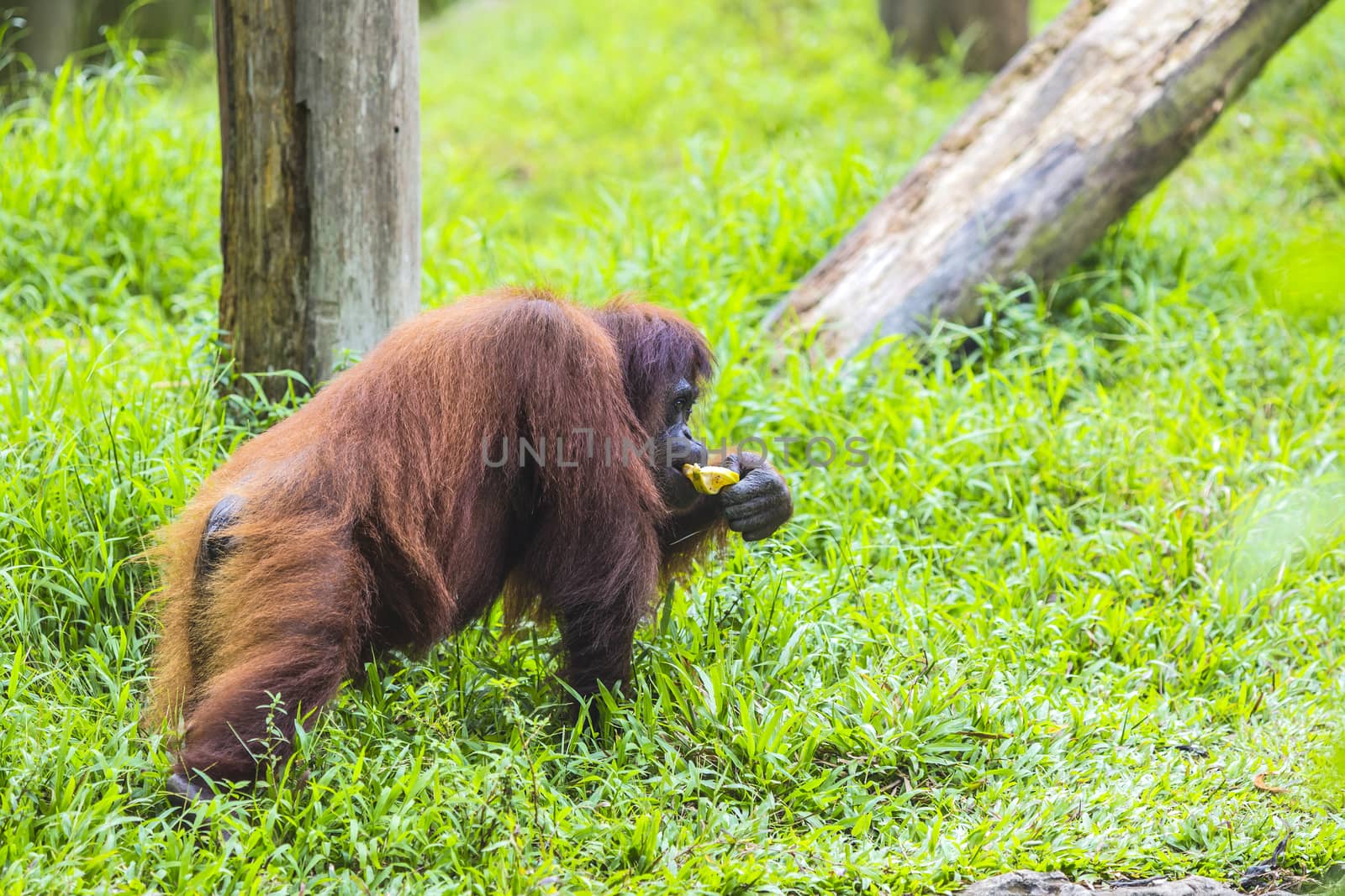 Orangutan in Sumatra, Indonesia