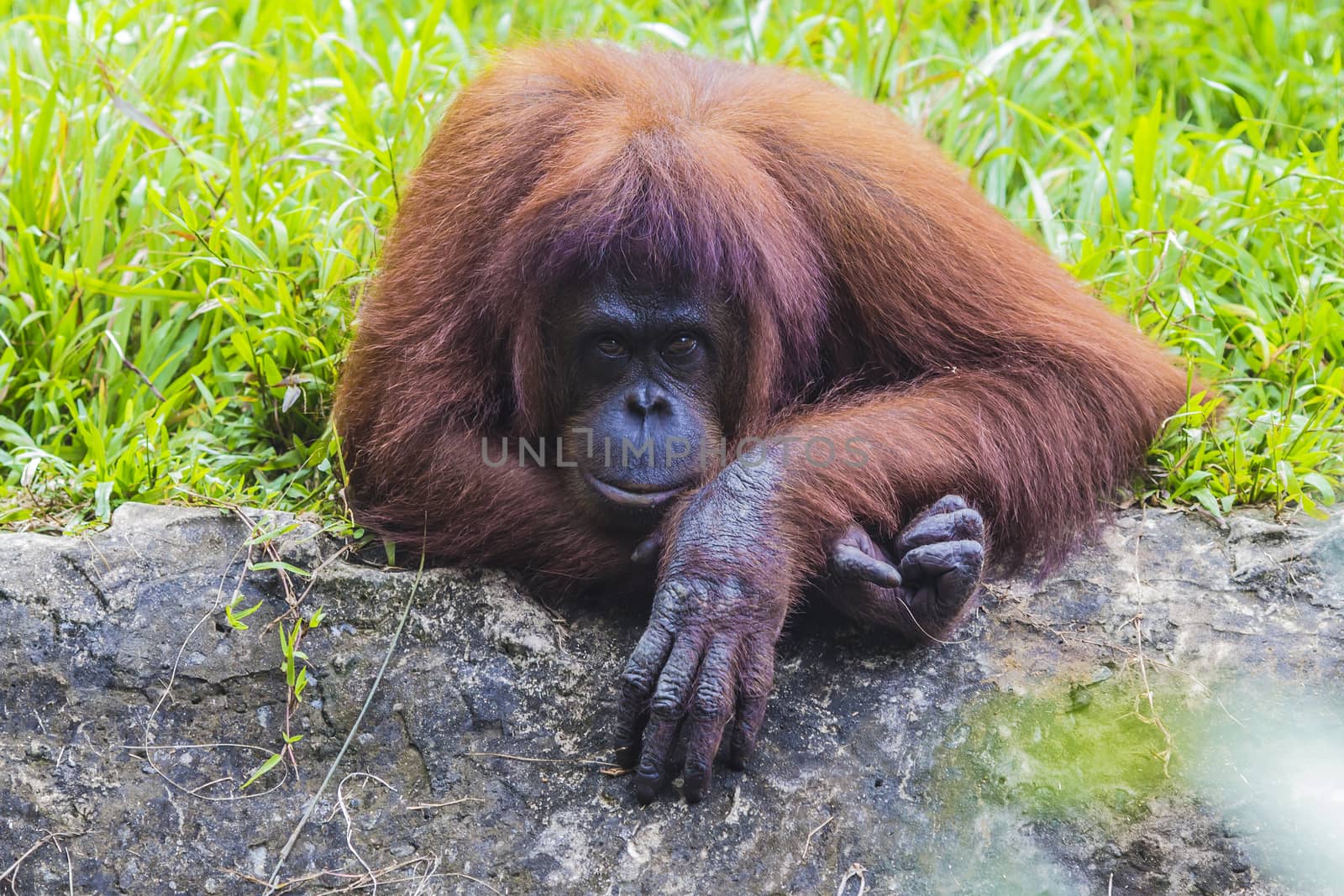 Orangutan in Sumatra, Indonesia