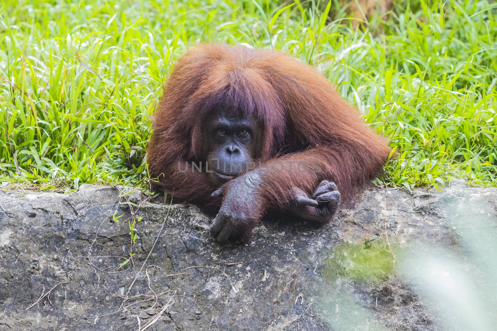 Orangutan in Sumatra, Indonesia