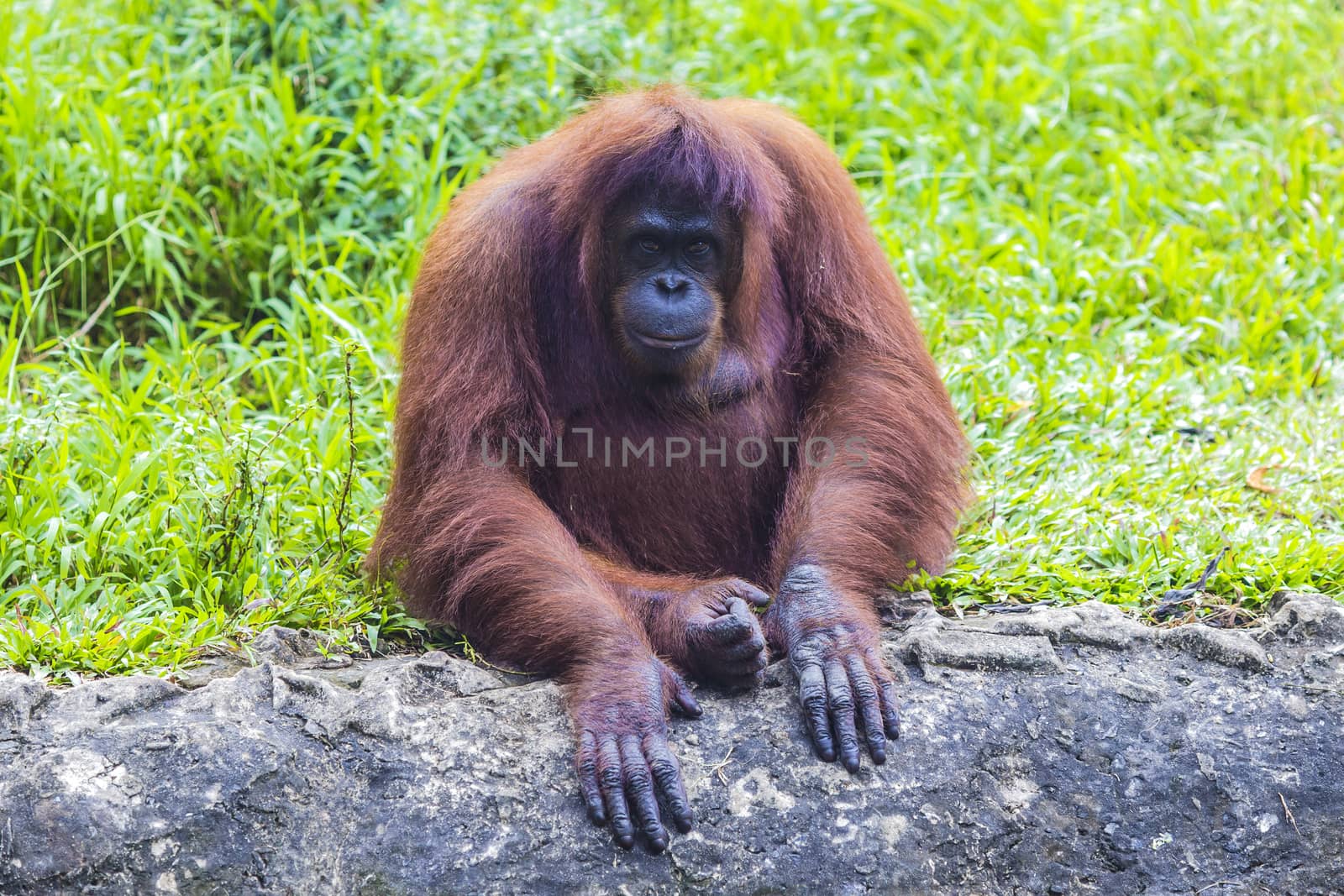 Orangutan in Sumatra, Indonesia
