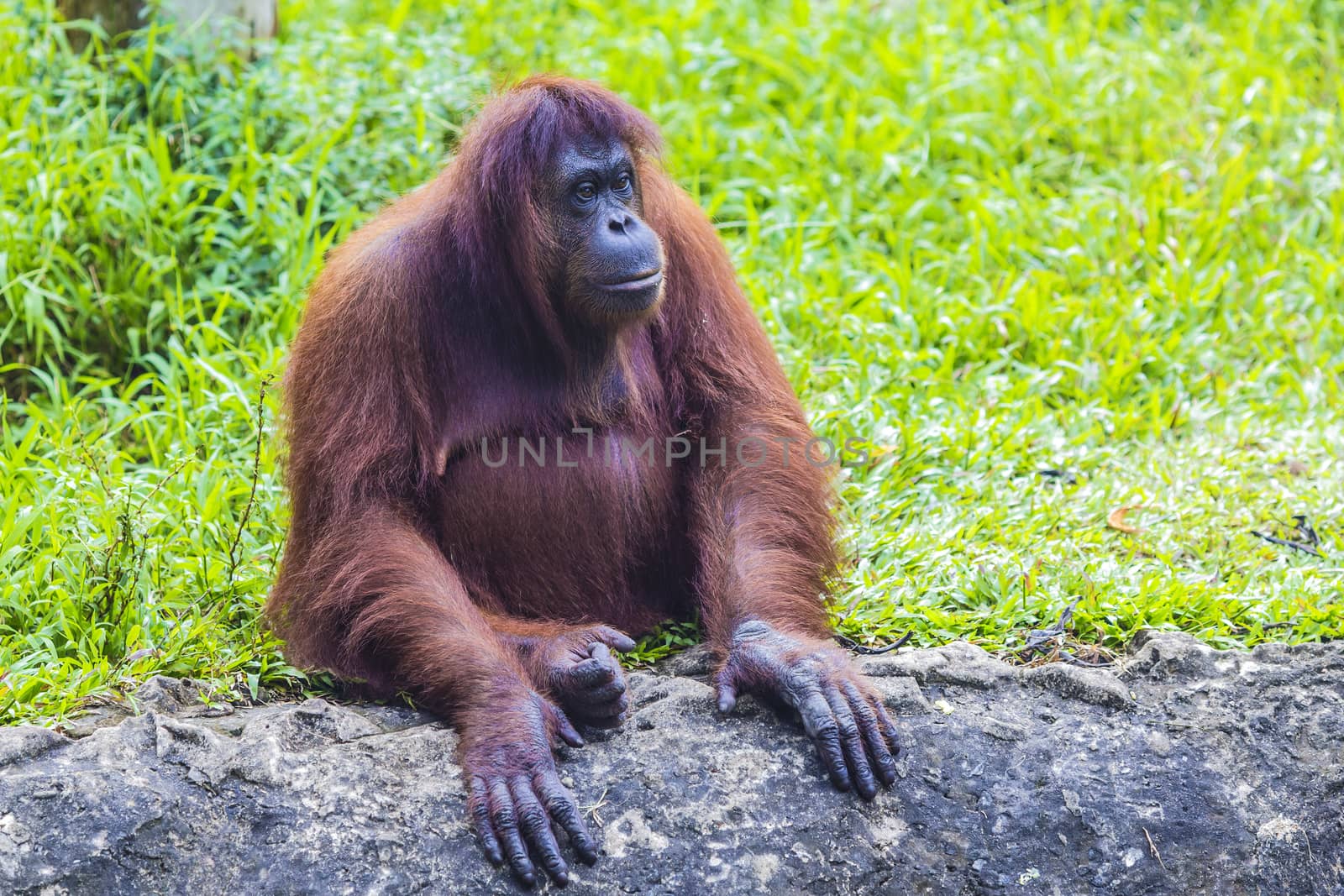 Orangutan in Sumatra, Indonesia