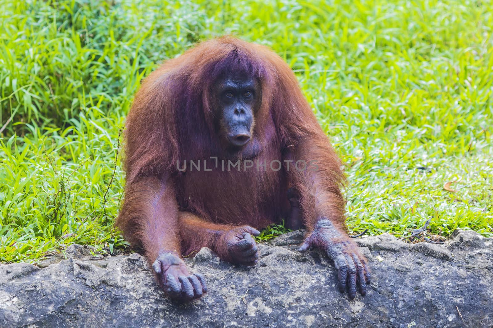 Orangutan in Sumatra, Indonesia