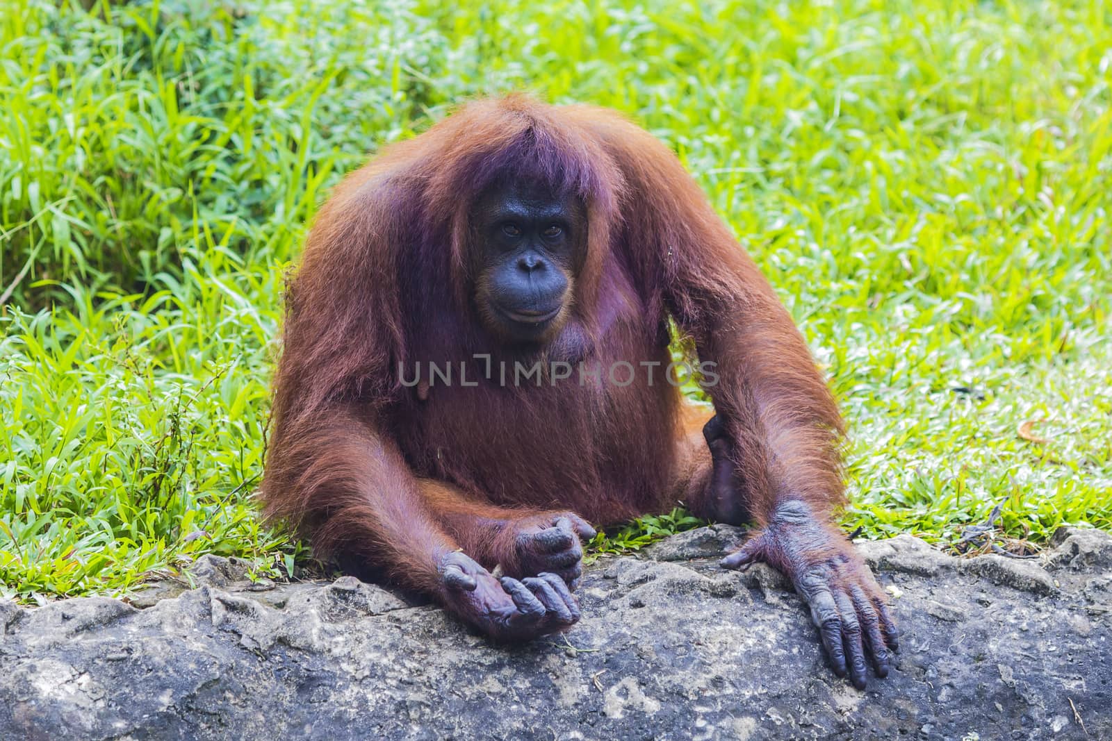 Orangutan in Sumatra, Indonesia