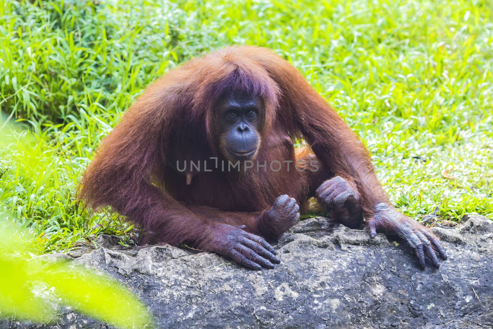 Orangutan in Sumatra, Indonesia