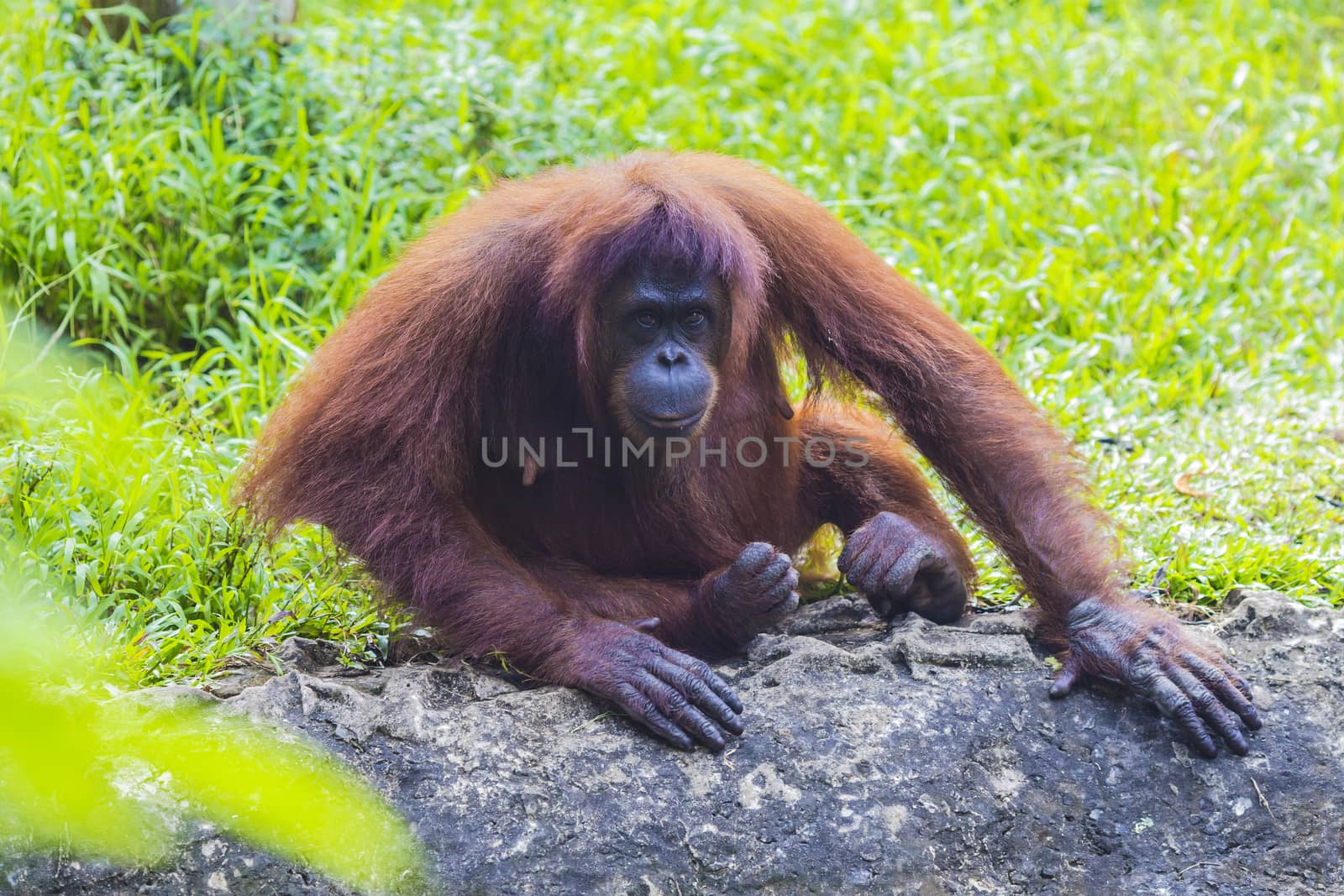 Orangutan in Sumatra, Indonesia