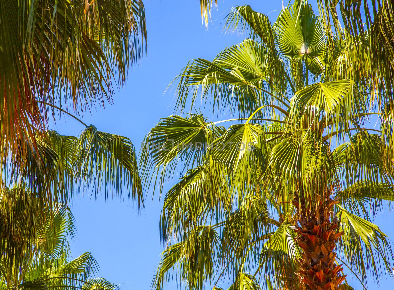 palm tree on blue sky background by anelina