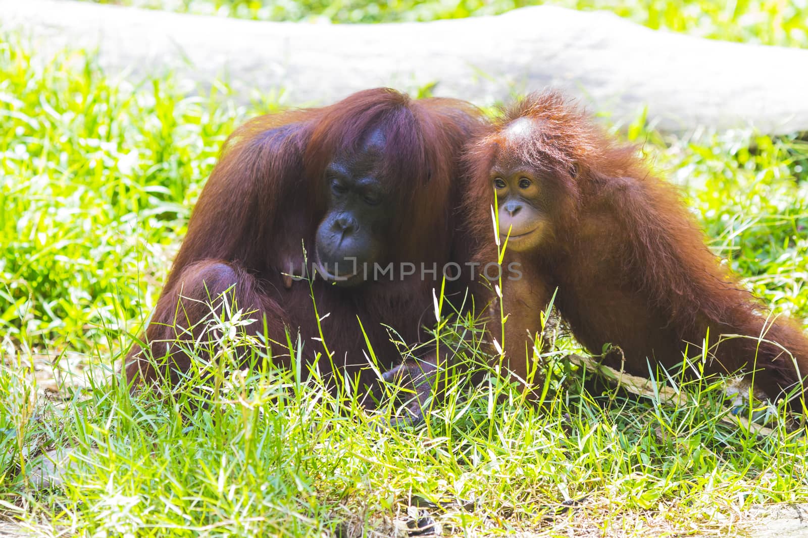 Mother and baby orangutans