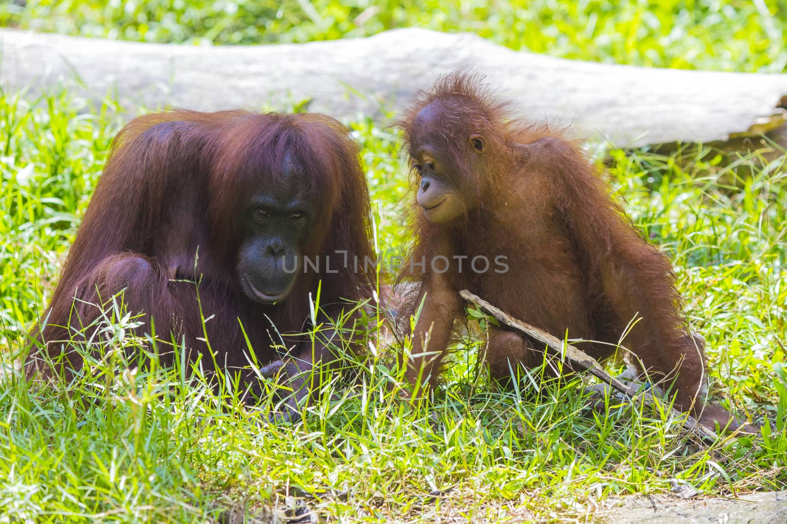 Mother and baby orangutans