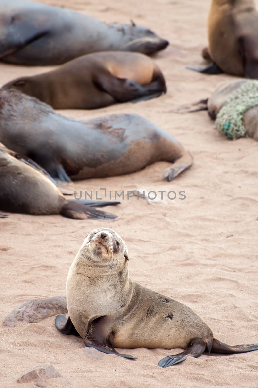 At acolony of Cape Fur Seals at Cape Cross on the Atlantic Ocean in Namibia.